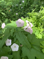 Convolvulus erubescens