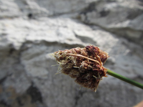 Image of Ficinia brevifolia by (c) douglaseustonbrown, some rights reserved (CC BY-SA)