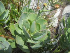 Othonna dentata