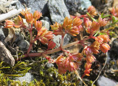 Crassula colligata colligata