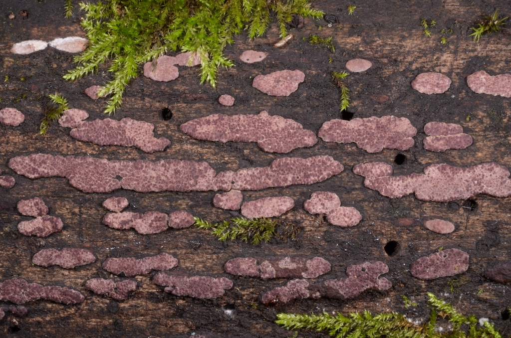 Hypoxylon vogesiacum