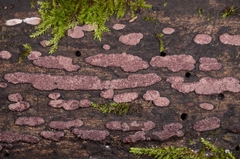 Hypoxylon vogesiacum