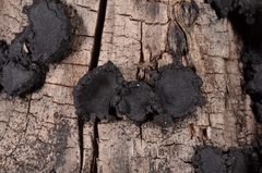 Biscogniauxia repanda