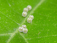 Colobura dirce dirce