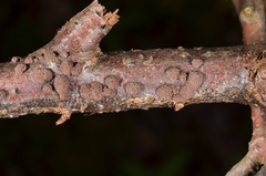 Hypoxylon perforatum