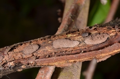 Hypoxylon perforatum