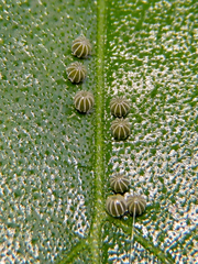 Colobura dirce dirce