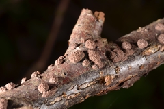 Hypoxylon perforatum