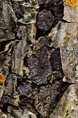 Entoleuca mammata