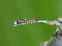 Colobura dirce dirce