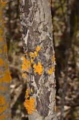 Entoleuca mammata