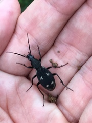 Chlaenius flavoscriptus