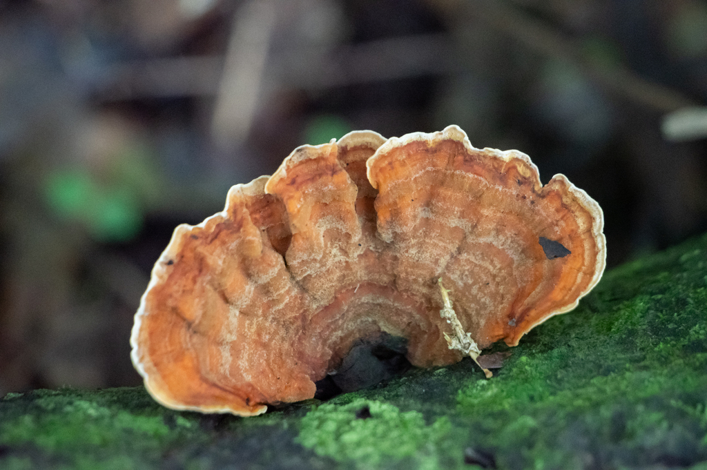 Stereum ostrea · July 2025 · photo: © lobotaniser (iNaturalist, cc-by-nc)