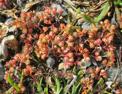 Crassula colligata colligata