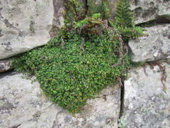 Centella eriantha