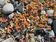 Crassula colligata colligata