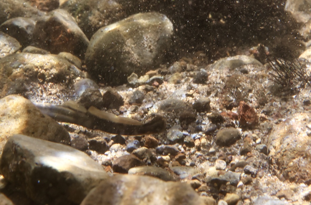 Miller Lake Lamprey