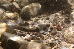 Miller Lake Lamprey photo 1