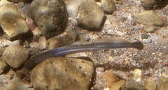 Miller Lake Lamprey photo 2