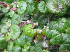 Centella eriantha
