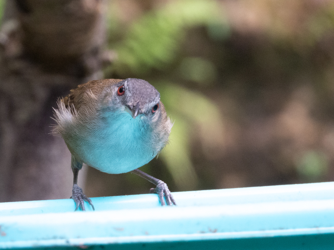 Horsfield's Babbler (Malacocincla sepiaria), photo 3
