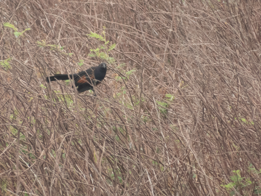 Sunda Coucal (Centropus nigrorufus), photo 3