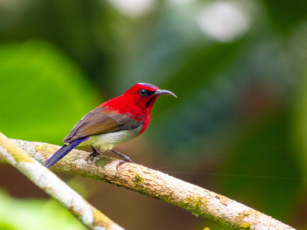 Javan Sunbird illustration