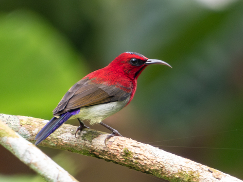 Javan Sunbird (Aethopyga mystacalis), photo 5
