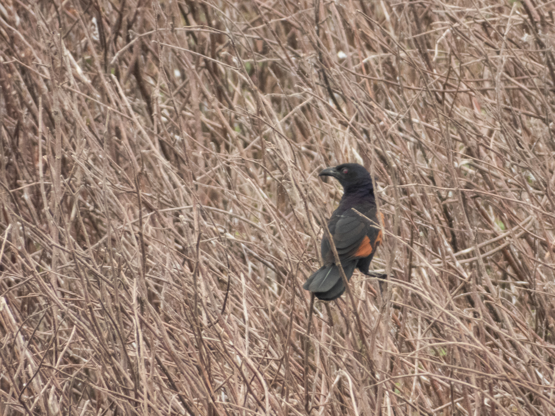 Sunda Coucal (Centropus nigrorufus), photo 4
