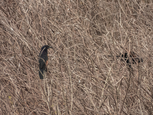 Sunda Coucal (Centropus nigrorufus), photo 6