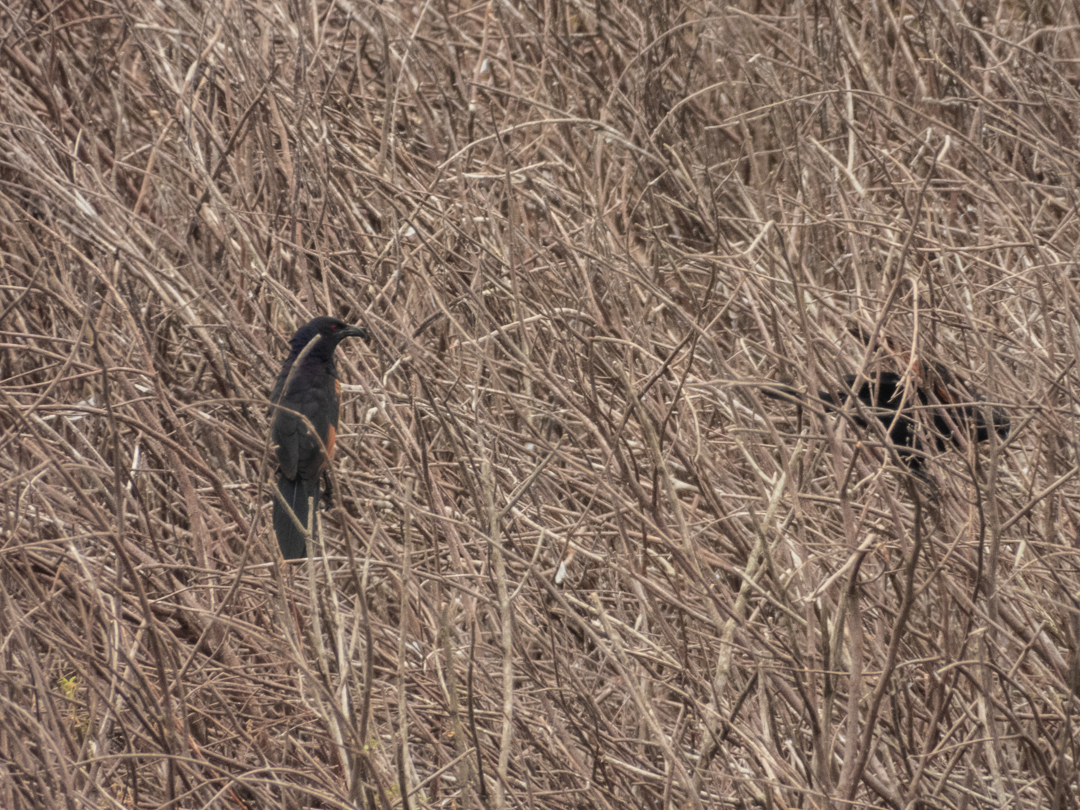 Sunda Coucal (Centropus nigrorufus), photo 5