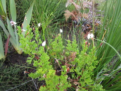 Pelargonium ternatum