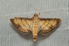 Spilomelini