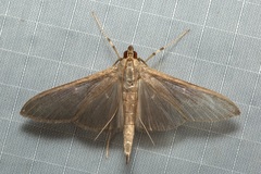 Coptobasis