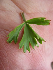 Pelargonium ternatum