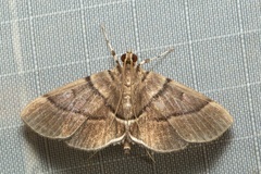 Dichocrocis xuthusalis