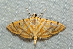 Notarcha tigrina