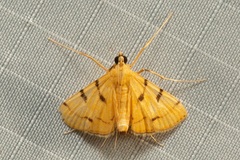 Xanthomelaena