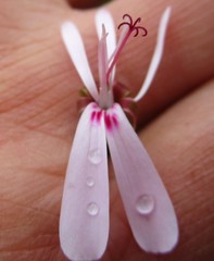 Pelargonium ternatum