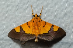 Endocrossis flavibasalis