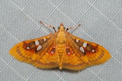 Sameodes pictalis