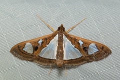 Glyphodes bivitralis