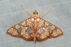 Glyphodes canthusalis
