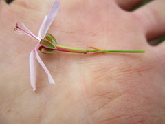 Pelargonium ternatum