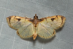 Goniorhynchus