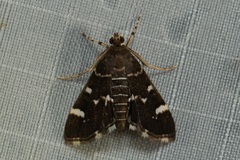 Hymenia perspectalis