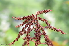 Aruncus dioicus
