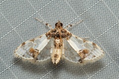 Leucinodes
