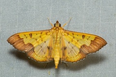 Meroctena staintonii