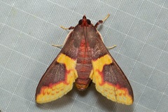 Pachynoa purpuralis